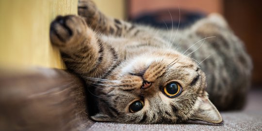 Penuh Tatapan Cinta, 10 Gambar Kucing Lucu ini Akan Menghangatkan Hatimu