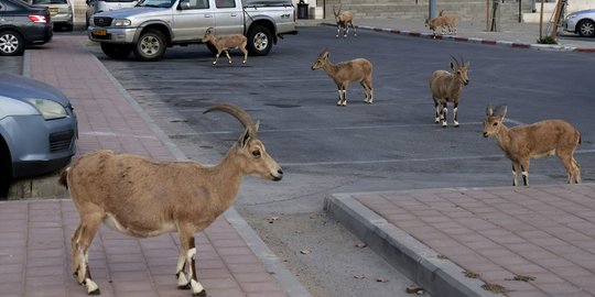 Lockdown, Jalanan di Israel Dikuasai Kawanan Kambing Gurun