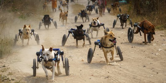 Menyedihkan, Penampungan Anjing Cacat di Thailand Terancam Tutup Akibat Pandemi