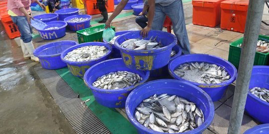 Petugas Temukan Ikan Mengandung Bakteri di Kota Tegal dan Semarang