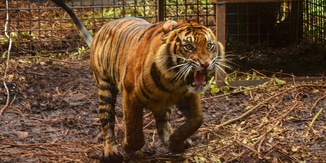 2 Harimau Milik Kebun Binatang Di Singkawang Lepas Dan Berkeliaran Merdeka Com