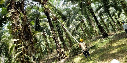 Pemerintah Janjikan Lebih Galak Lawan Kampanye Hitam Sawit Indonesia