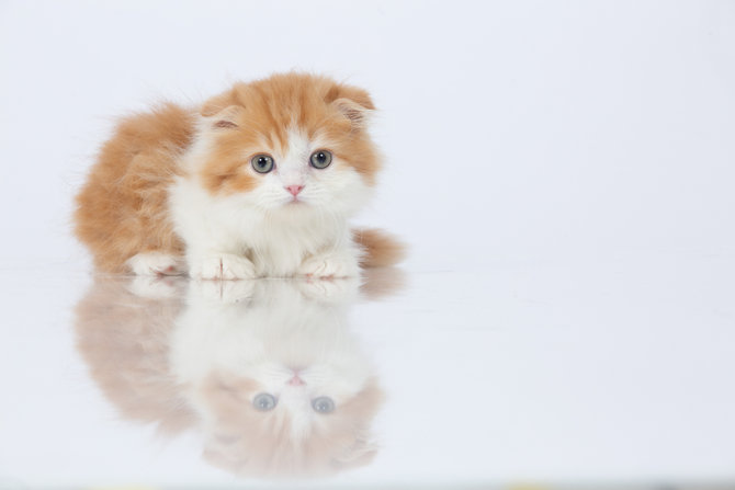 Fakta Unik Kucing Munchkin yang Menggemaskan, Disebut Kucing Cebol karena  Berkaki Pendek - Indozone Fadami