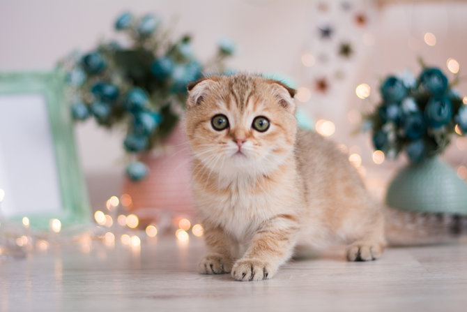cara mudah merawat kucing munchkin si kaki kecil yang bakal bikin kamu auto gemas