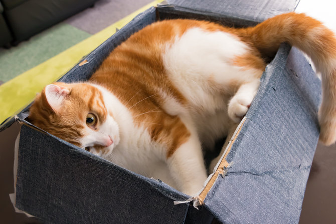 cara mudah merawat kucing munchkin si kaki kecil yang bakal bikin kamu auto gemas