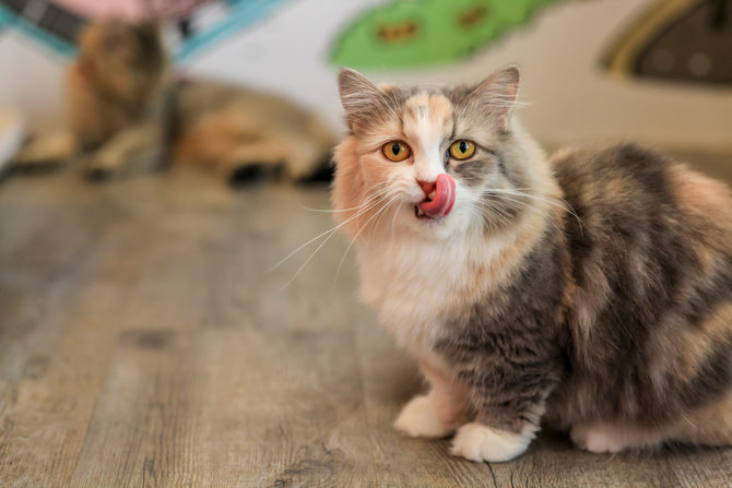 cara mudah merawat kucing munchkin si kaki kecil yang bakal bikin kamu auto gemas