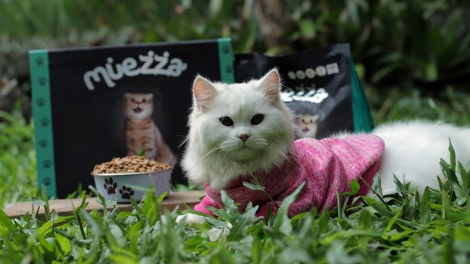 10 makanan kucing lucu dari sushi sampai buah buahan