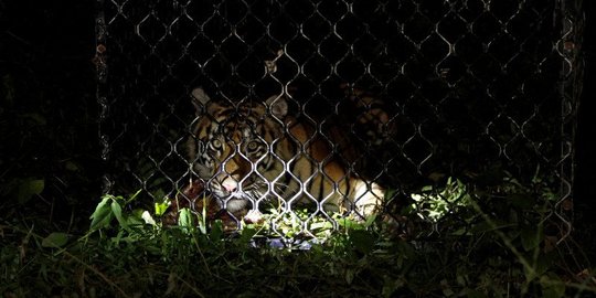 Dua Harimau yang Lepas dari Sinka Zoo Singkawang Berhasil Dilumpuhkan