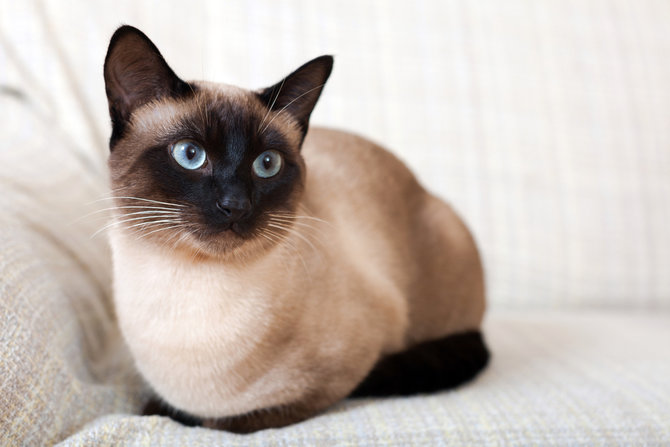 bisa hidup hingga 20 tahun ini rahasia umur panjang kucing siam