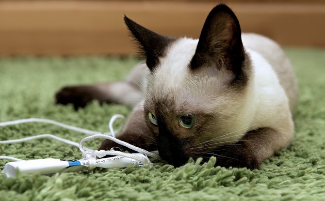 bisa hidup hingga 20 tahun ini rahasia umur panjang kucing siam