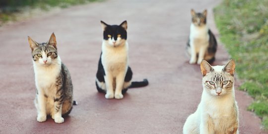5 Alasan Kawanan Kucing Rumahan Susah Akur, Jangan Dianggap Sepele