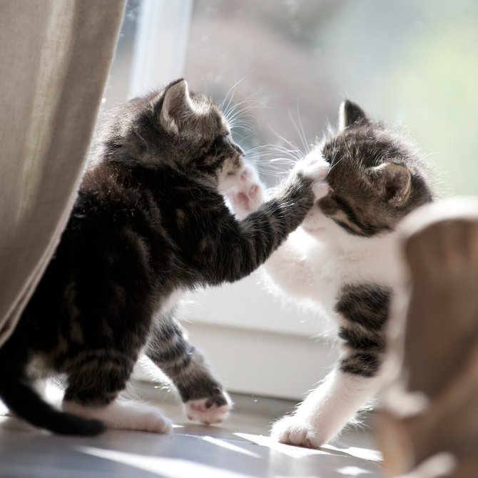 5 alasan kawanan kucing rumahan susah akur jangan dianggap sepele