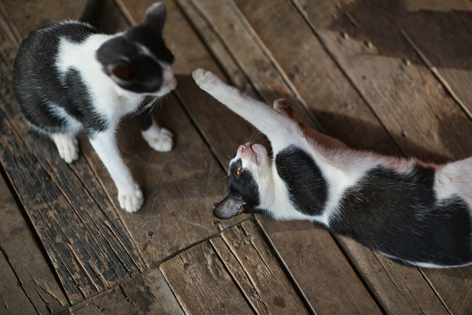 5 alasan kawanan kucing rumahan susah akur jangan dianggap sepele