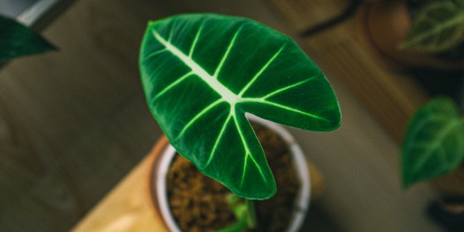 15 Jenis  Alocasia  yang Diburu Pecinta Tanaman  Hias  