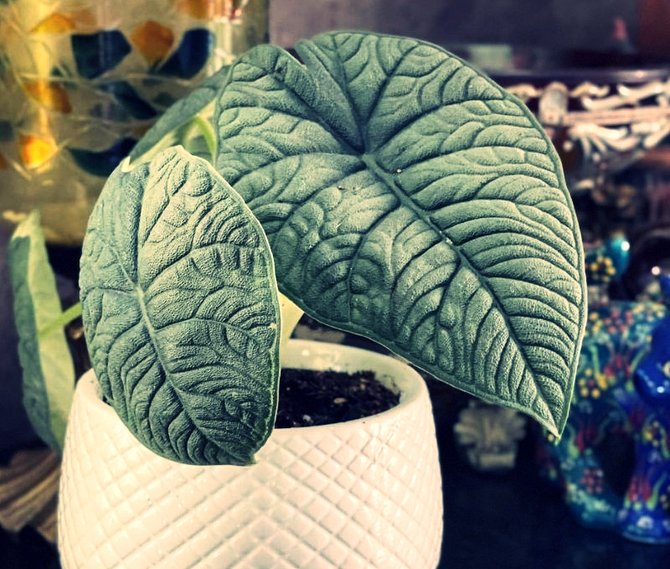 ilustrasi alocasia