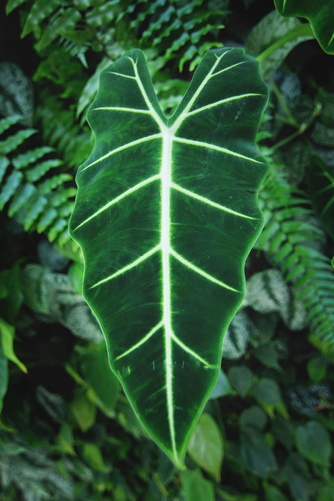 ilustrasi alocasia