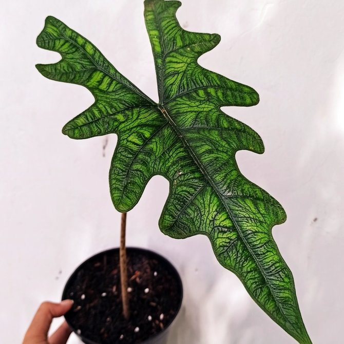 ilustrasi alocasia