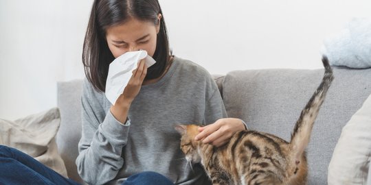 Kabar Baik, 5 Ras Ini Bisa Dipelihara Penderita Alergi Bulu Kucing 