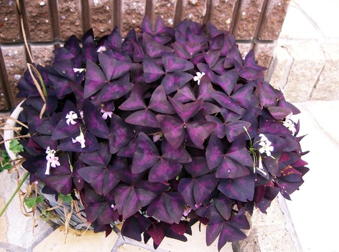 ilustrasi oxalis triangularis