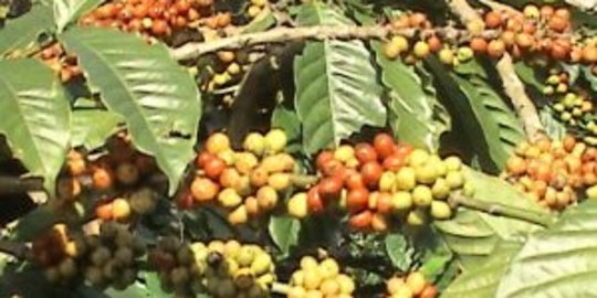 Baru Ditunjuk, Plt Direktur Utama PDP Kahyangan Jember Diusir Para Buruh karena Ini