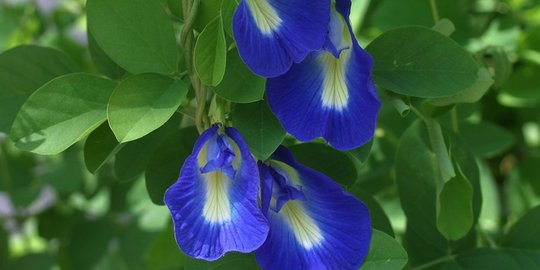 Featured image of post Warna Biru Yang Dihasilkan Bunga Telang Ketika Diseduh Sebagai Minuman Teh yang berasal dari bunga dengan nama latin clitoria ternatea ini memiliki warna biru agak ungu