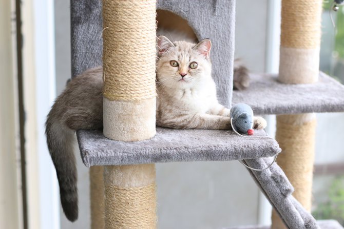 bikin betah deretan kandang lucu ini membuat si kucing auto mager