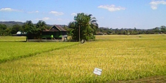 Harga Padi Petani Cilacap Turun saat Masa Panen, Ternyata Ini Penyebabnya