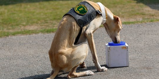 Aksi Anjing Militer India Deteksi Corona Lewat Urin