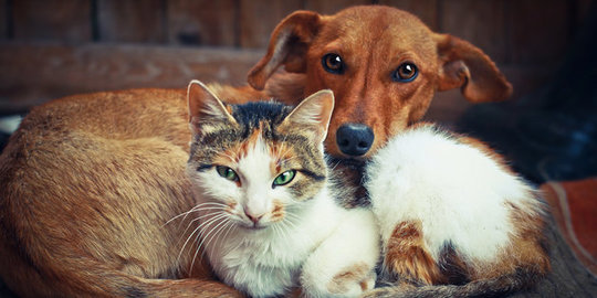 Korea Selatan Gelar Tes Covid-19 untuk Anjing dan Kucing
