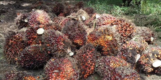 Lemhanas Dorong Pemerintah Bentuk Otoritas Baru Tangani Permasalahan Sawit