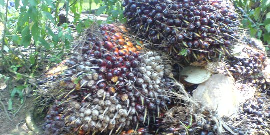 Moeldoko: Perluasan Lahan Perkebunan Sawit Bagai Dua Mata Pisau