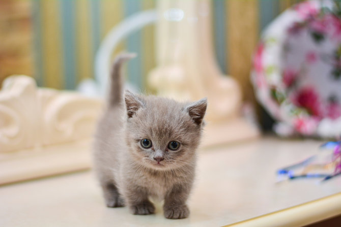 bukan hanya munchkin kaki pendek jadi daya tarik 5 ras kucing ini