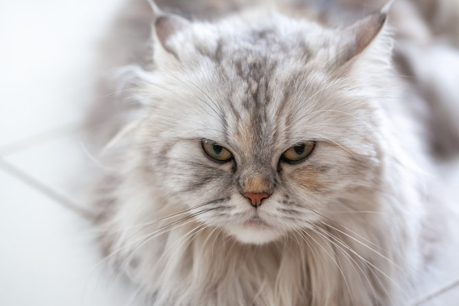 stres bikin bulu kucing himalaya rontok parah ini saatnya mulai waspada