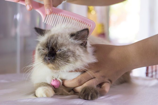 stres bikin bulu kucing himalaya rontok parah ini saatnya mulai waspada