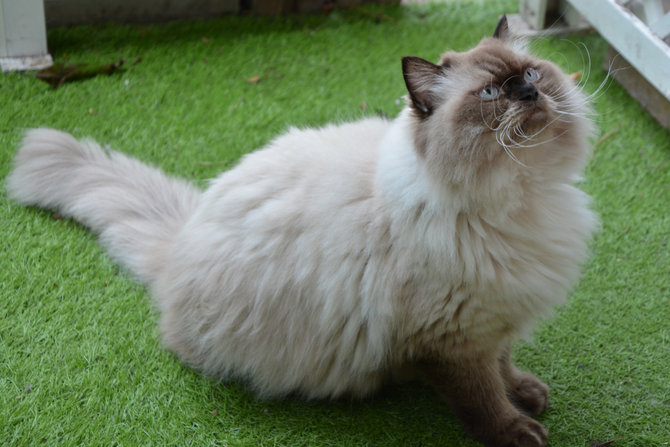 stres bikin bulu kucing himalaya rontok parah ini saatnya mulai waspada