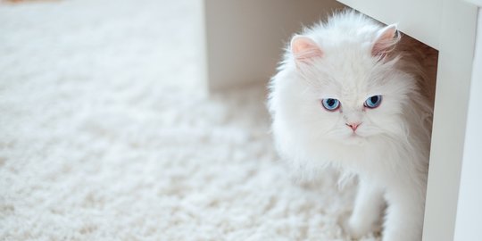 Stand Out dengan Bulu Putih Bersih, 5 Ras Kucing Ini Justru Alami Gangguan Kesehatan
