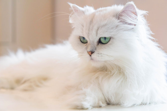 stand out dengan bulu putih bersih 5 ras kucing ini justru alami gangguan kesehatan