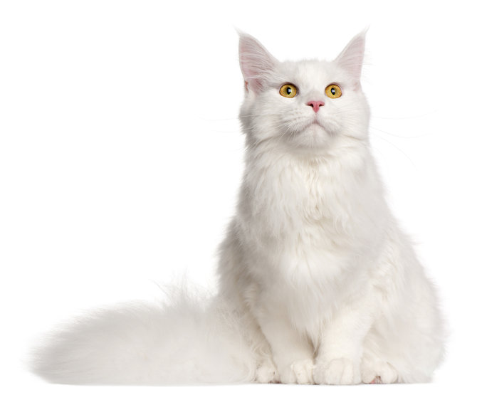 stand out dengan bulu putih bersih 5 ras kucing ini justru alami gangguan kesehatan