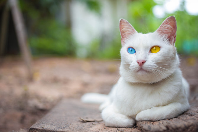 stand out dengan bulu putih bersih 5 ras kucing ini justru alami gangguan kesehatan