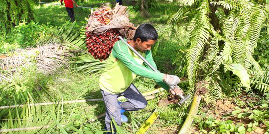 Begini Kerja Industri Perkebunan Selama Pandemi Covid-19 ala Astra Agro Lestari