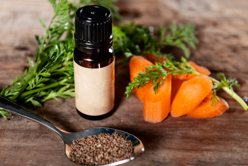 ilustrasi carrot seed oil