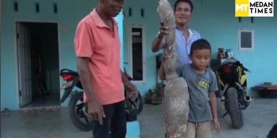 Berukuran Tak Biasa, Pria di Sumut Ini Temukan Ubi Raksasa 2 Meter saat Panen
