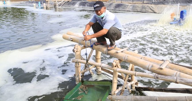 budi daya udang vannamei dengan teknik bumi kraksaan