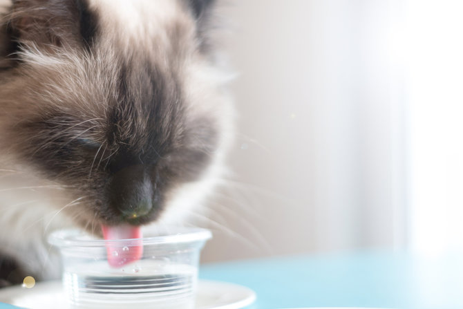 begini cara merawat kucing ras himalaya kombinasi persia siam yang menggemaskan