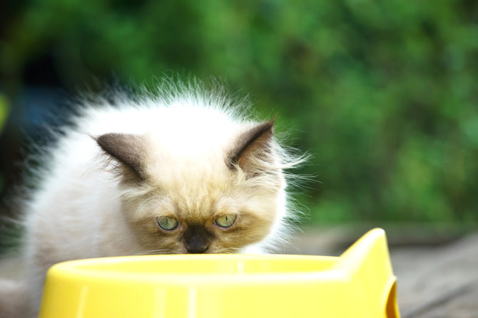 begini cara merawat kucing ras himalaya kombinasi persia siam yang menggemaskan