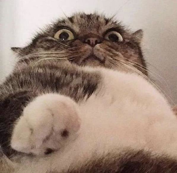 10 gambar kucing lucu bertubuh tambun yang bikin auto peluk
