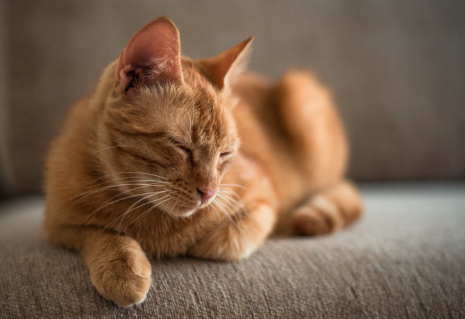 Kucing Terlalu Kurus, Ikuti Panduan Tepat untuk Menambah Berat 