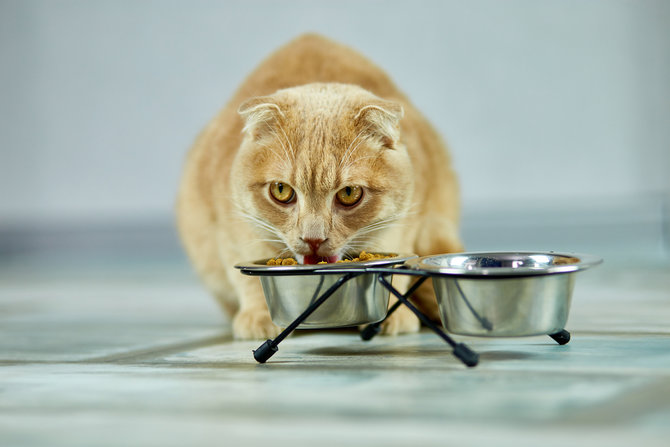kucing terlalu kurus ikuti panduan tepat untuk menambah berat badannya