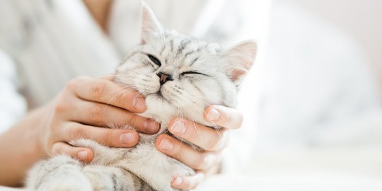 Gatal dan Tak Nyaman, Waspadai Ancaman Ketombe pada Kucing