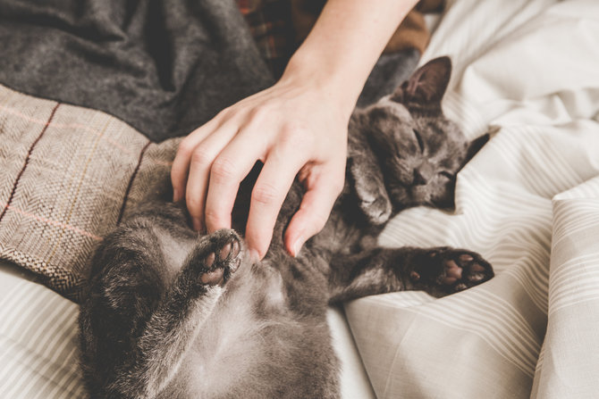 gatal dan tak nyaman waspadai ancaman ketombe pada kucing